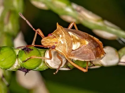 Agricultura lanza estrategia contra el chinche de la espiga del arroz