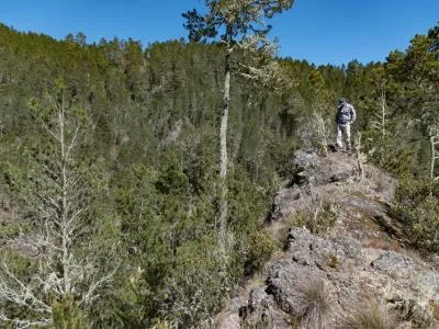 Dos detenidos por tala ilegal en zona de amortiguamiento de Valle Nuevo