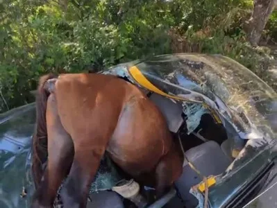 Choque de vehículo con caballo deja herido conductor en Santiago