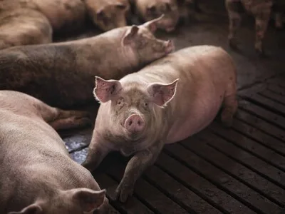 Se reúne la industria porcina en Moca para abordar la PPA